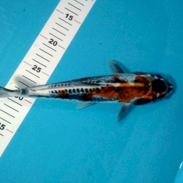 Kiko 29cm