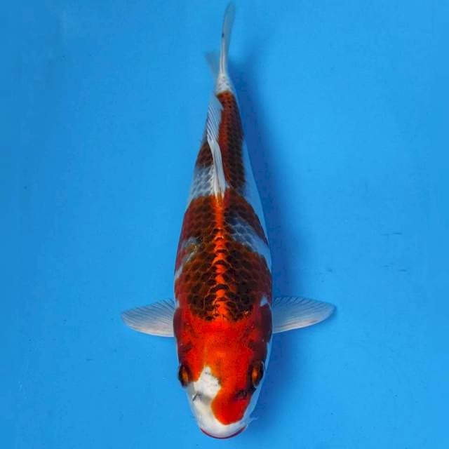Maruhiro Kujaku