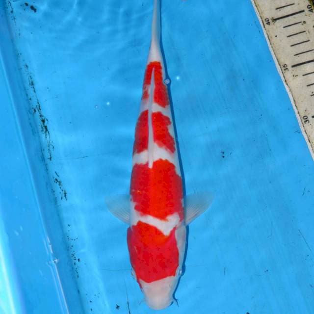 27CM KOHAKU APIK