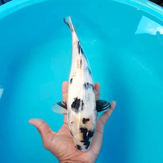 Showa Shiro Bahan Body Bulky 32cm