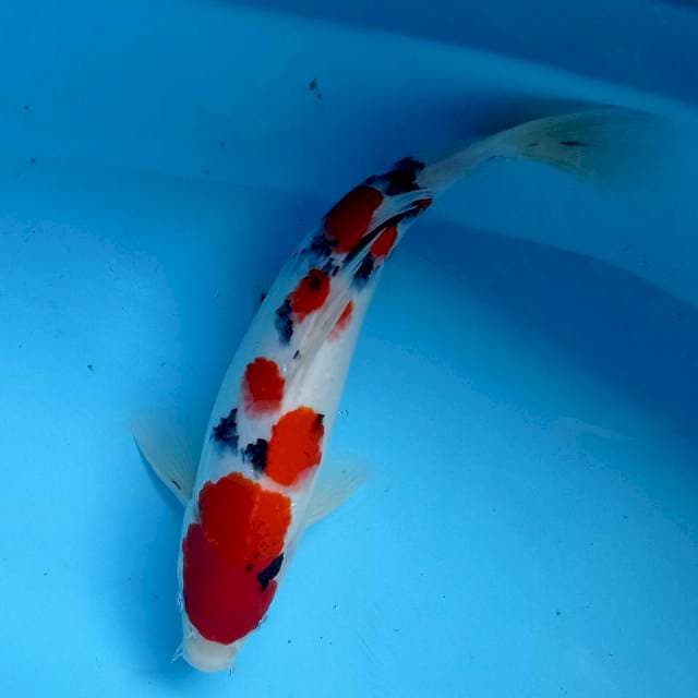 Sanke, 33 cm