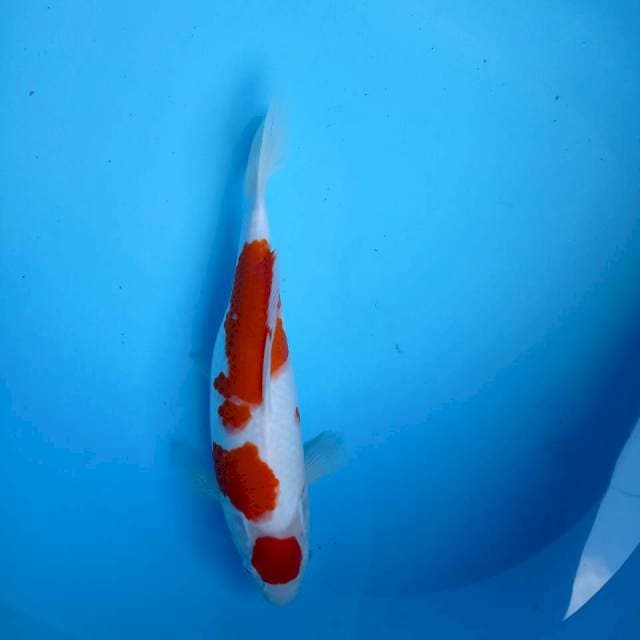 Tancho Kohaku 31 cm