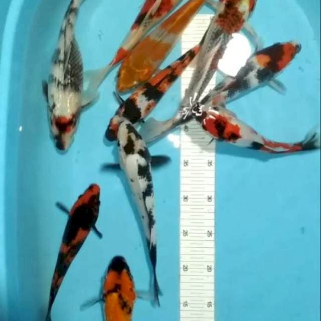 24-29cm 10 ekor