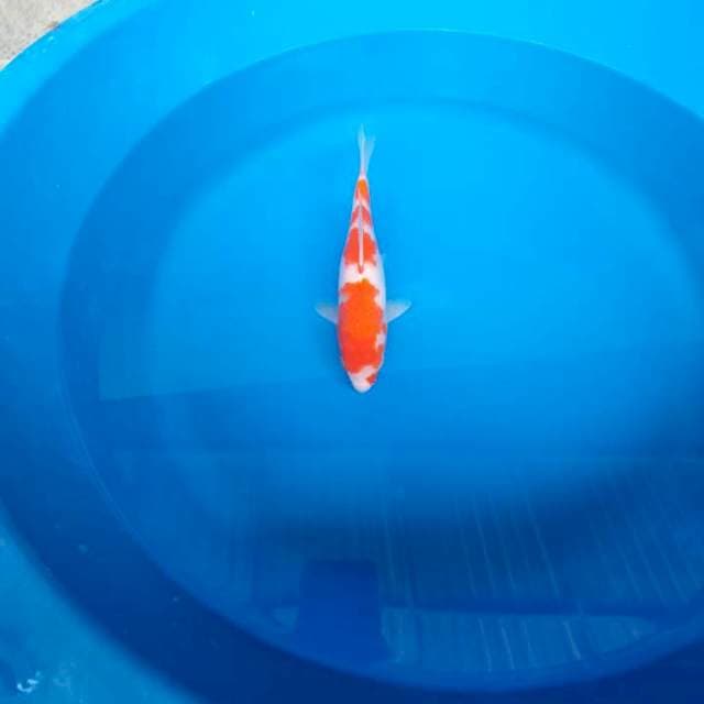 Kohaku jos