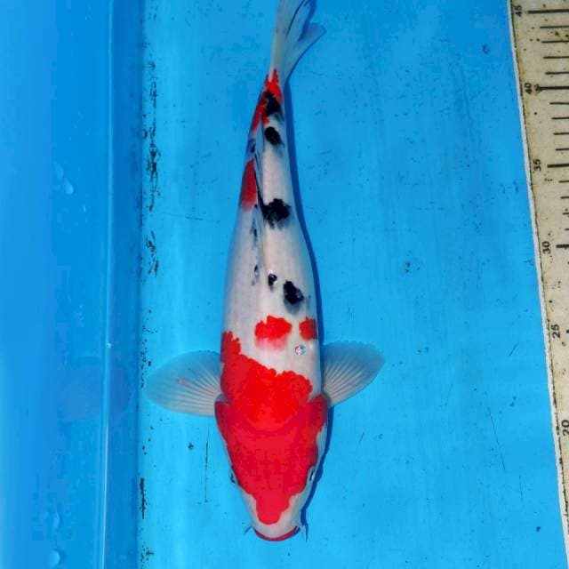 31cm SANKE