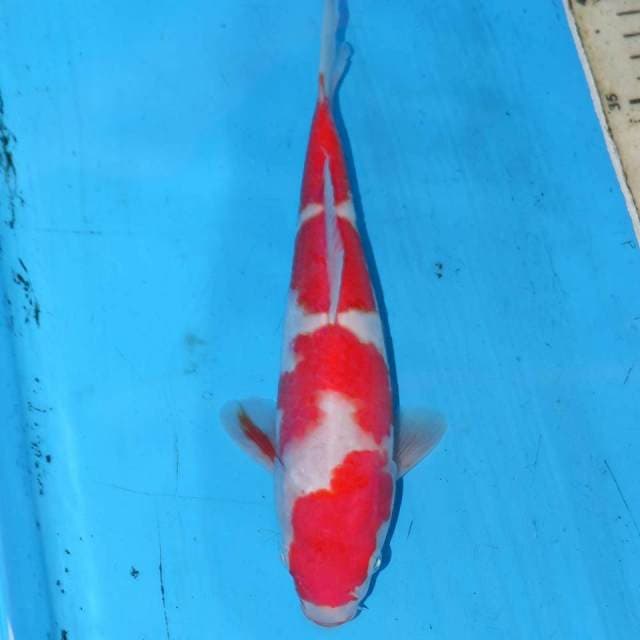 KOHAKU