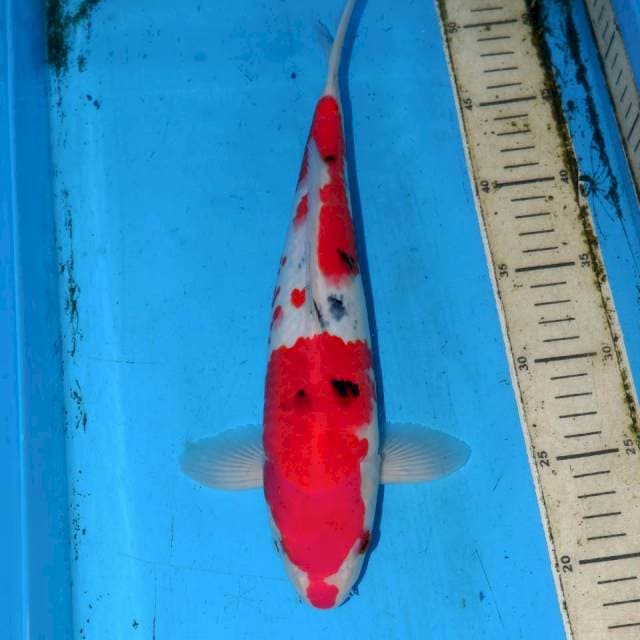 32cm SANKE