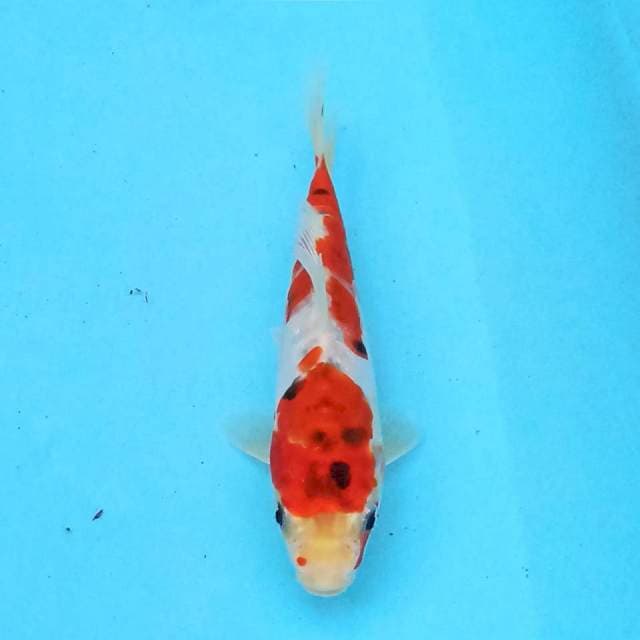 Kujaku 16cm