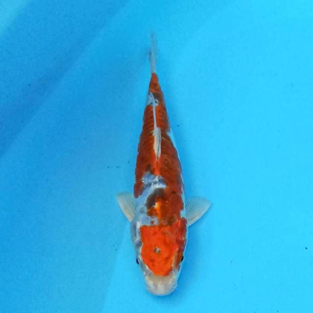 Kawarimono 20cm