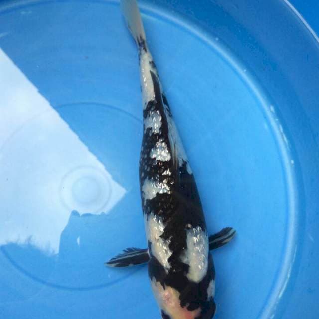 Show Quality Shiro Ginrin MALE SUMI PEKAT 30BU