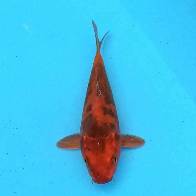 Kin utsuri 15 cm