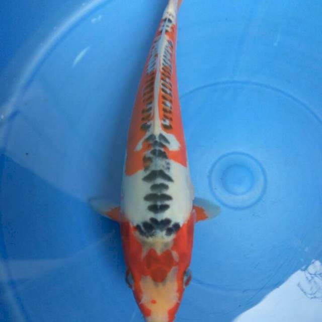 Show Quality Tancho Hati Shusui RARE F1 ORIGINAL