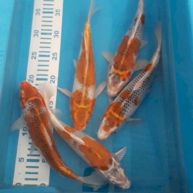 Goshiki 2 ekor 26-28 cm
