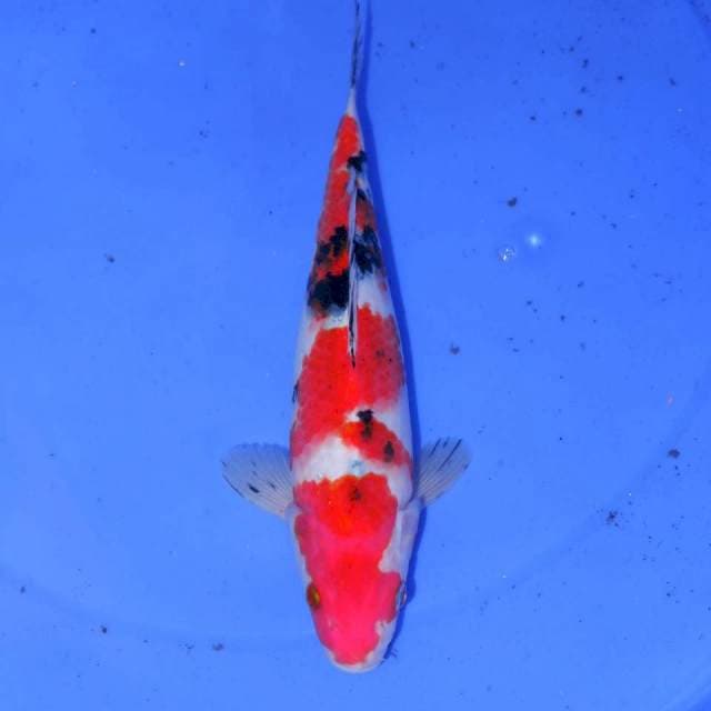 SHINBORU SANKE