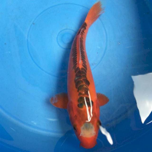 F1 Tancho shusui UNIQUE RARE MALE 30BU