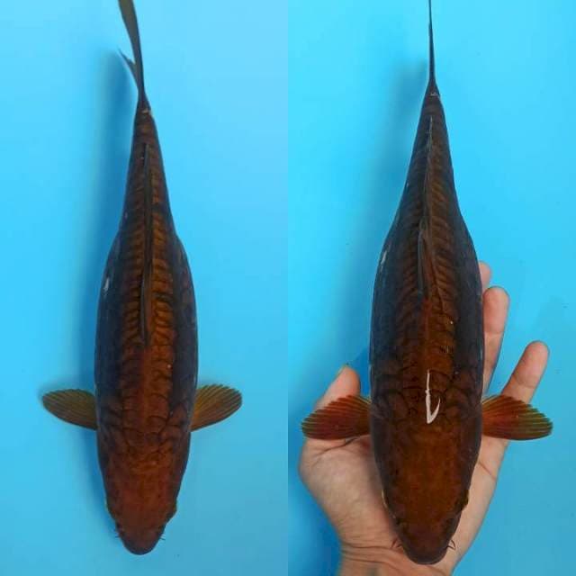 Chagoi Aragoke 32cm