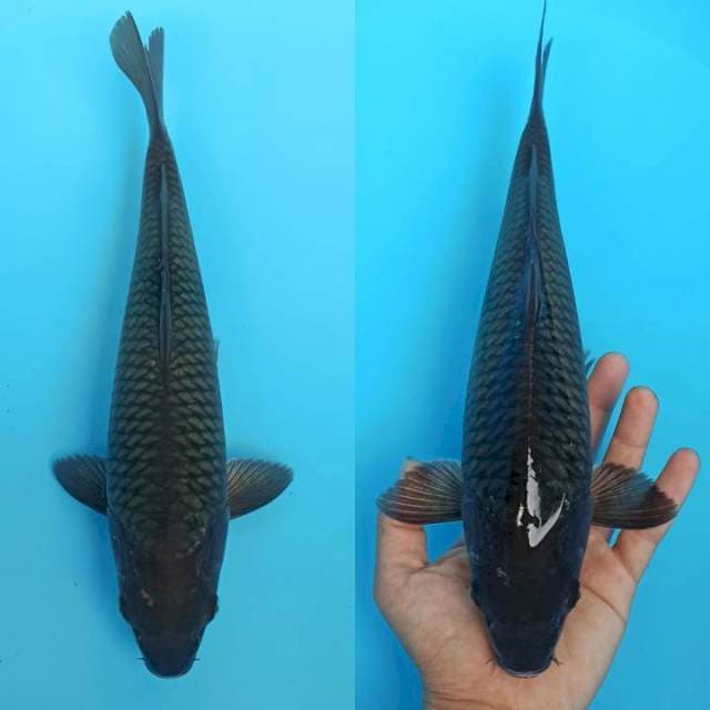 Black midori Hulk 32cm