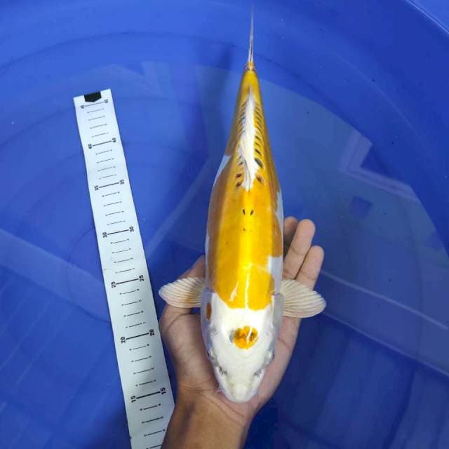 Marutin Hariwake Doitsu 35cm
