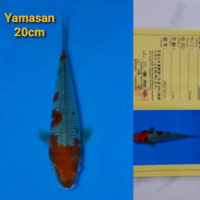 Yamasan Ochiba 20cm Certi