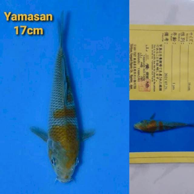 Yamasan Ochiba Certi