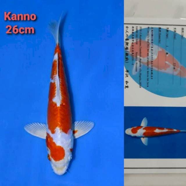 Kanno Kikushu Certi