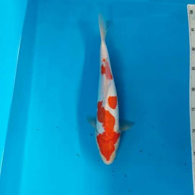 Kohaku doits