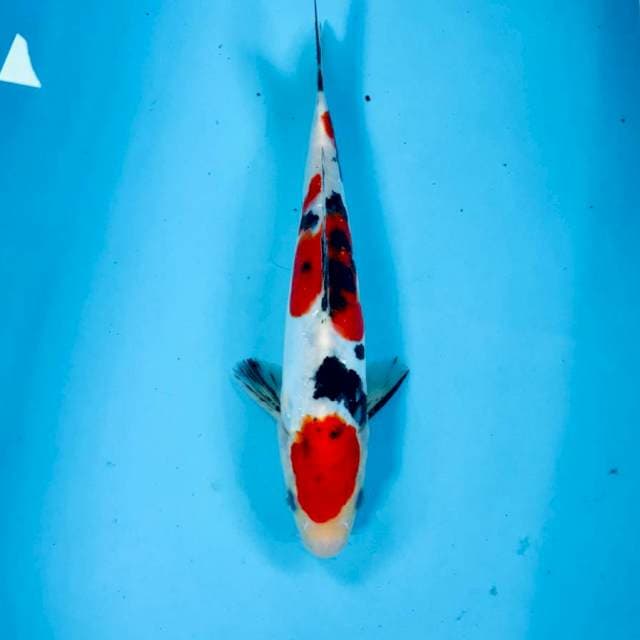 Sanke Doitsu, 27 cm