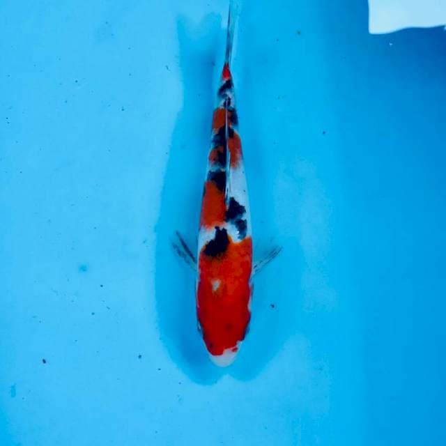 Sanke, 20 cm