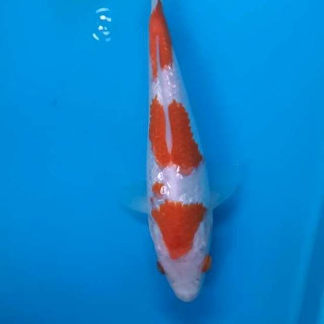 Kohaku gindrin 18cm
