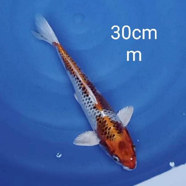 Kujaku 30cm