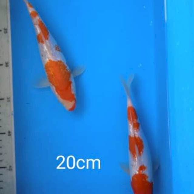 Kohaku ginrin 2ekor 20cm
