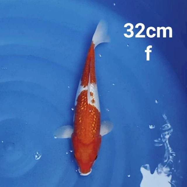 Kohaku ginrin 32cm