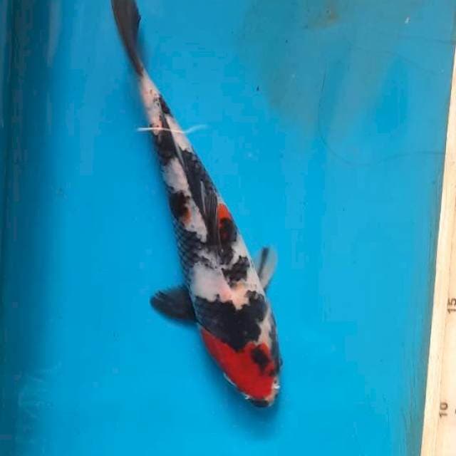 Showa 20cm