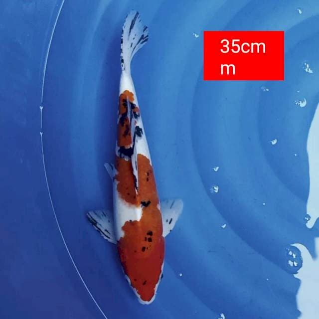 Sanke 35cm