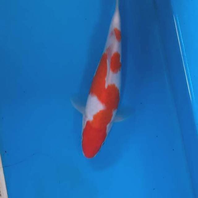 Kohaku 20cm
