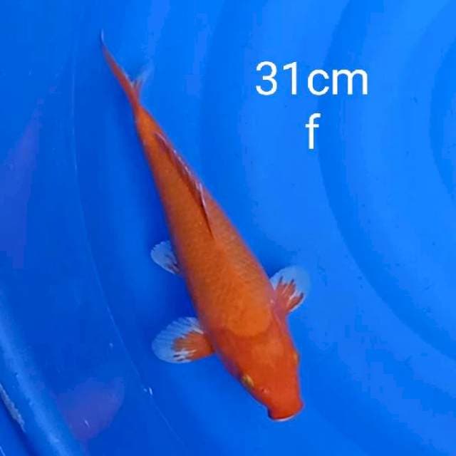 Aka hajiro 31cm