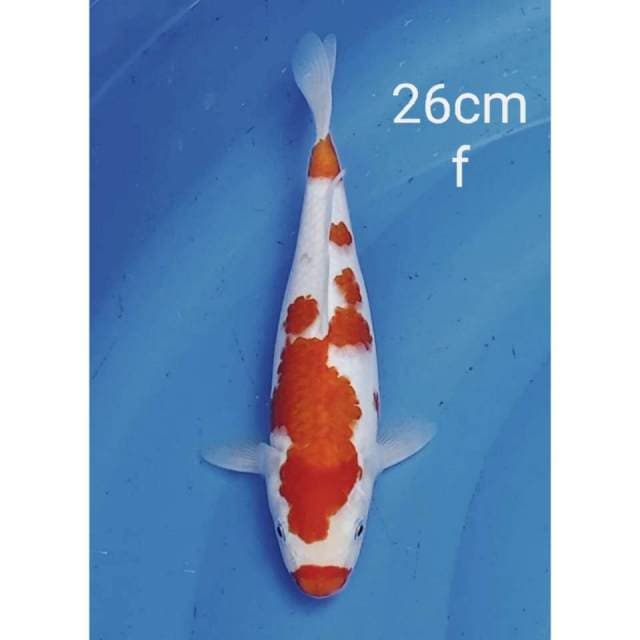 Original kohaku 26cm