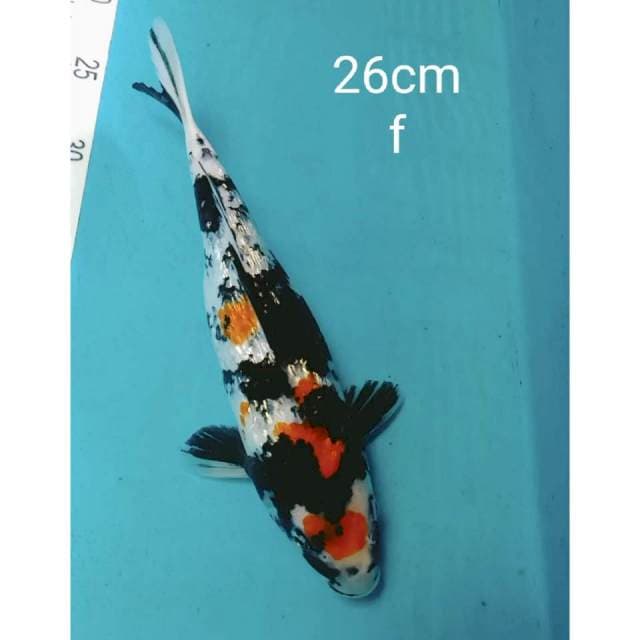 Showa ginrin prospek 26cm