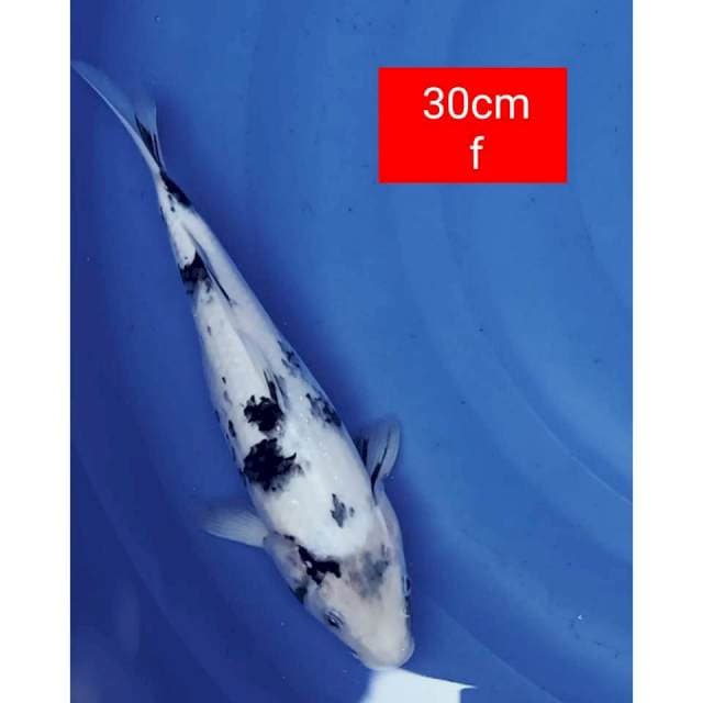 Shiro 30cm