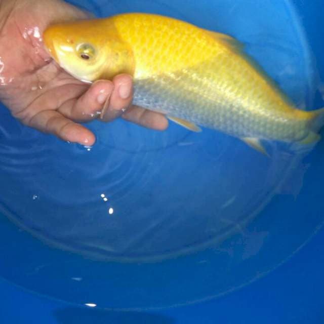 Karashi Ginrin Rata MATA MERAH MUNUK BULKY 30cm