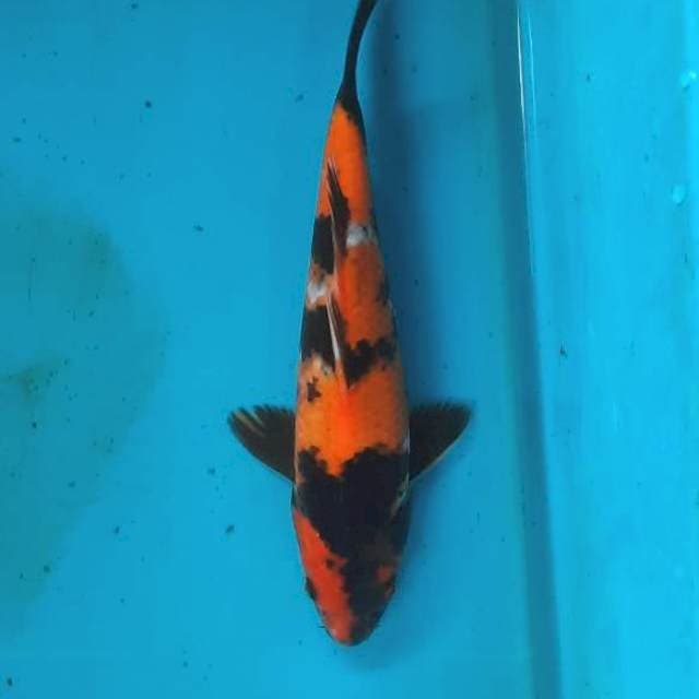 Hi showa 20cm