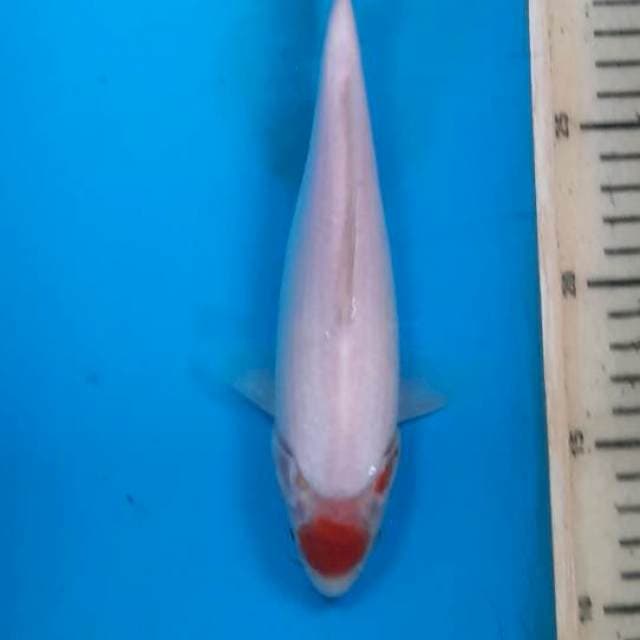 Tancho 21cm