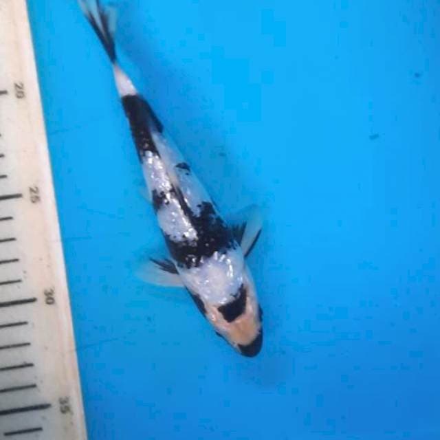 Shiro ginrin17cm