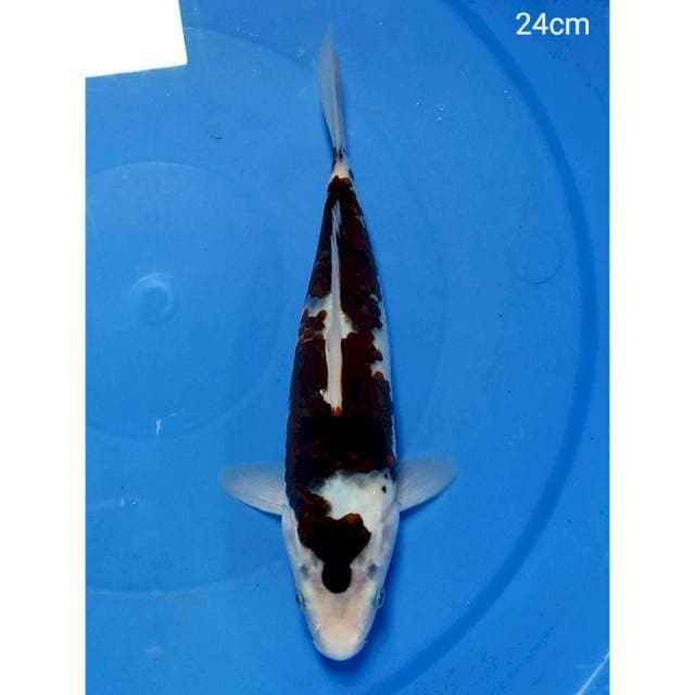 Budho goromo 24cm ori