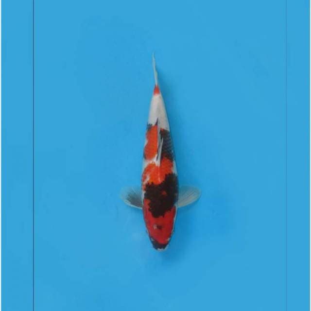 TATEGOI SHOWA SANSHOKU GOOD BODY - TOSAI