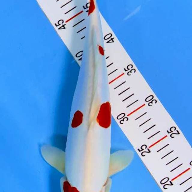 Kohaku doitsu 35 cm