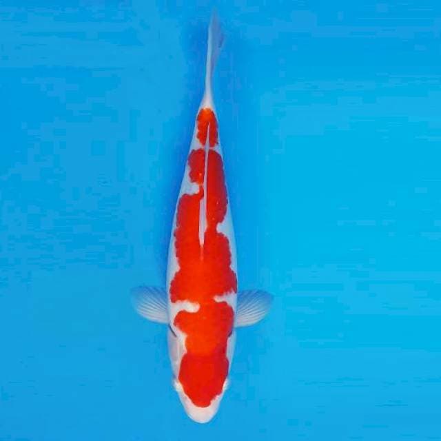 HATTORI 1 - KOHAKU ®