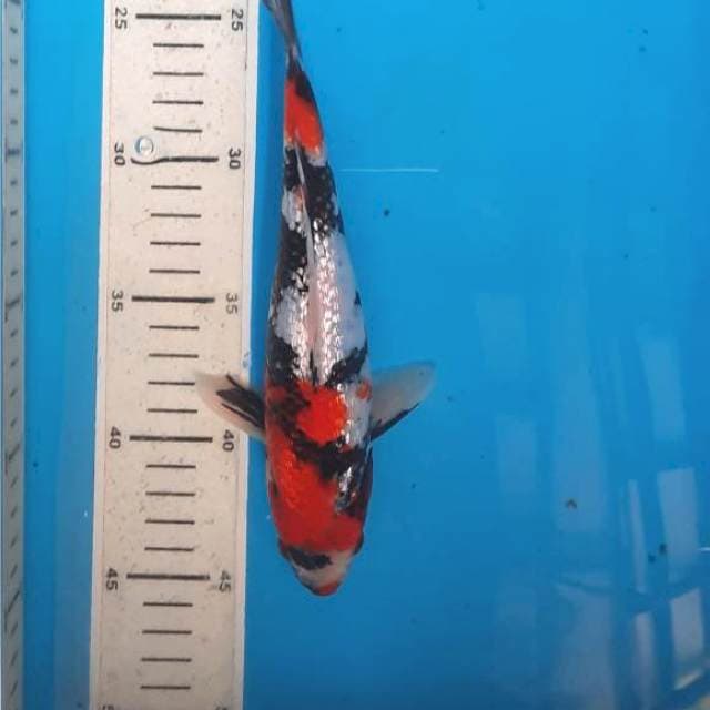Showa ginrin 23cm