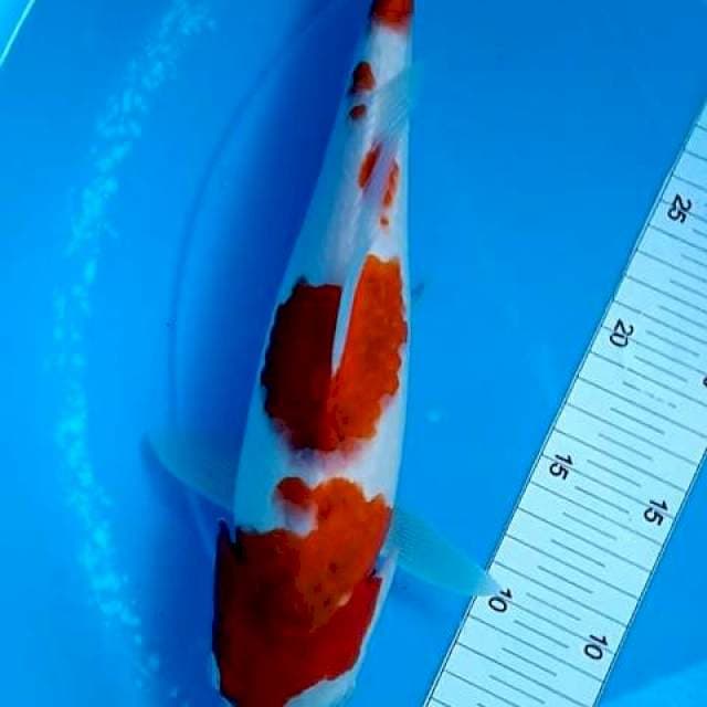 Ai goromo 33cm bagus