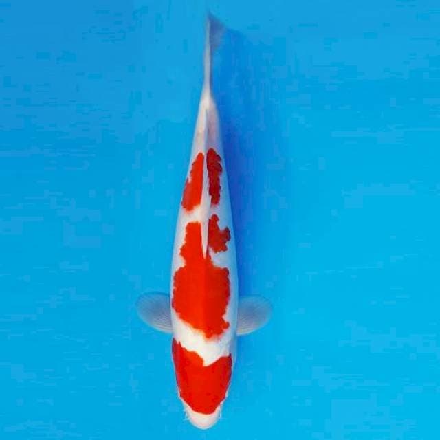 HATTORI 6 - KOHAKU 3 STEPS ®